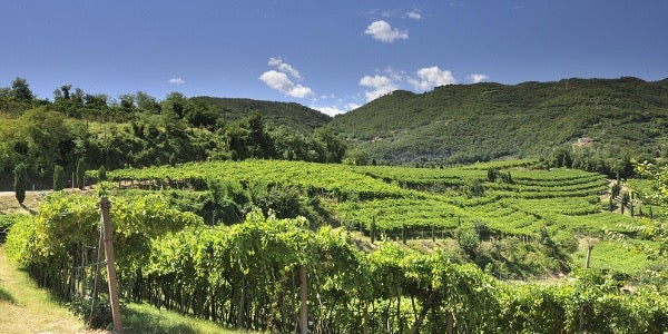 June 2025 Wine Share