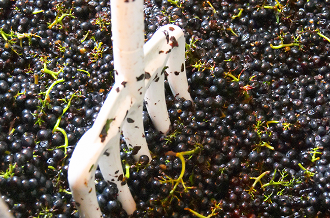 Oomph The Juice: A Study in Carbonic Maceration
