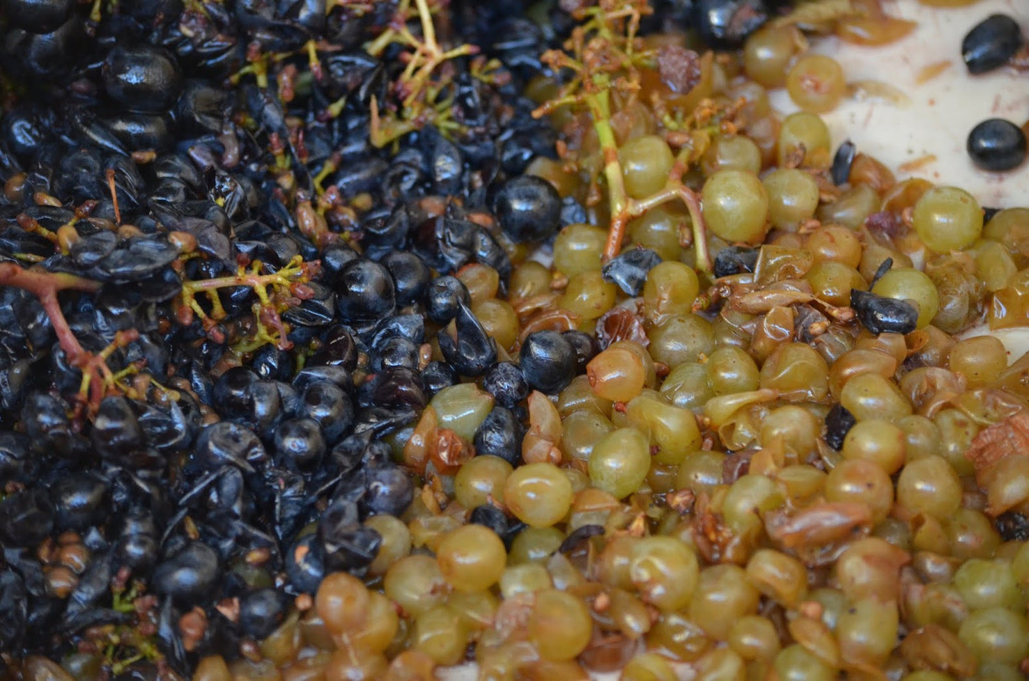 Grown Old Together: Harmony in The Co-Ferment